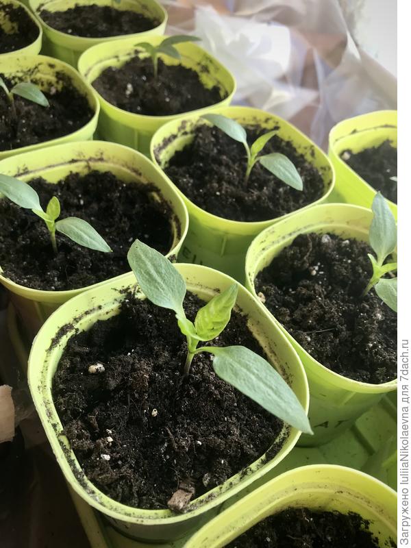 Перец 13 марта