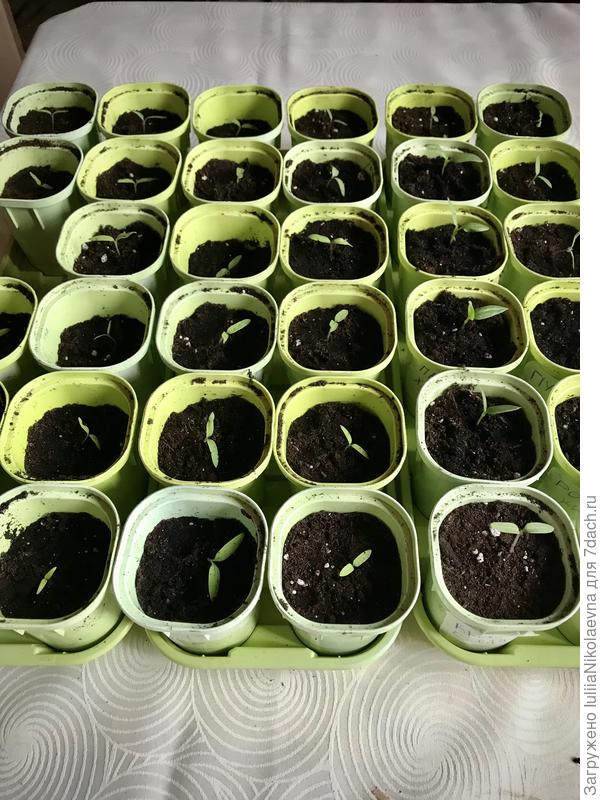 Посажены в плошки 15 марта. 18 начали всходить. 22 марта рассажены в отдельные квартиры
