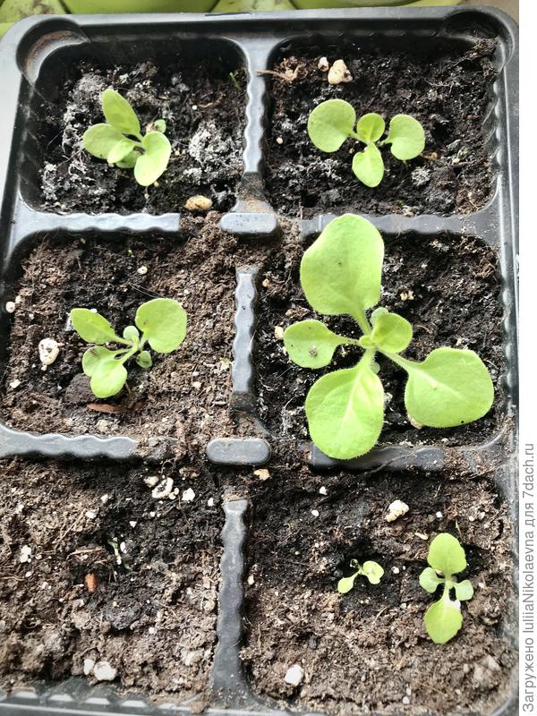 Петуния. Посеяна 4 марта. Фото 31 марта