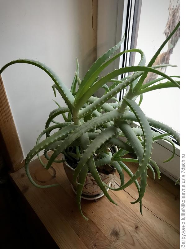 Столетник, который живет в экстремальных условиях.