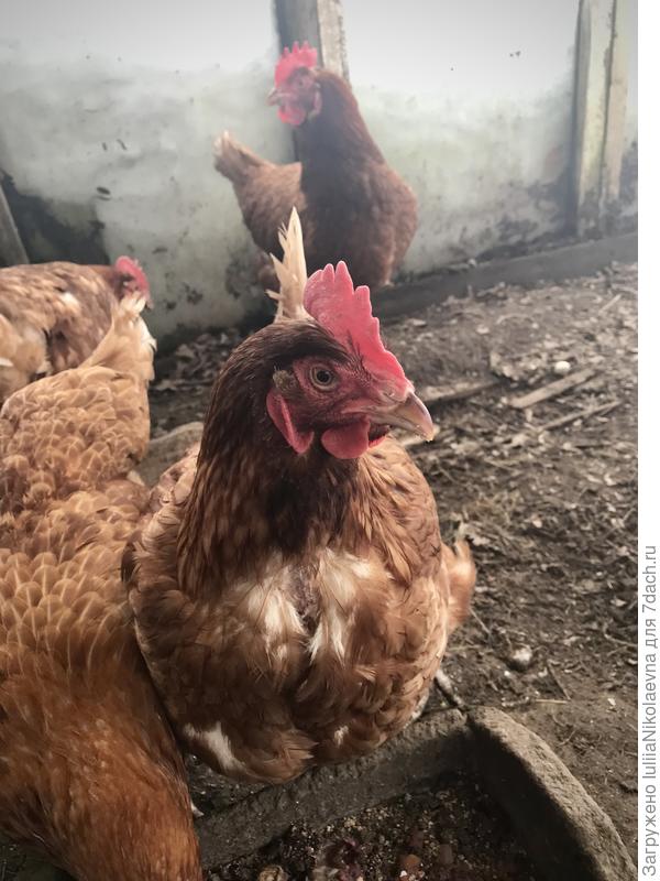 Отлученная от любви курочка-дурочка.