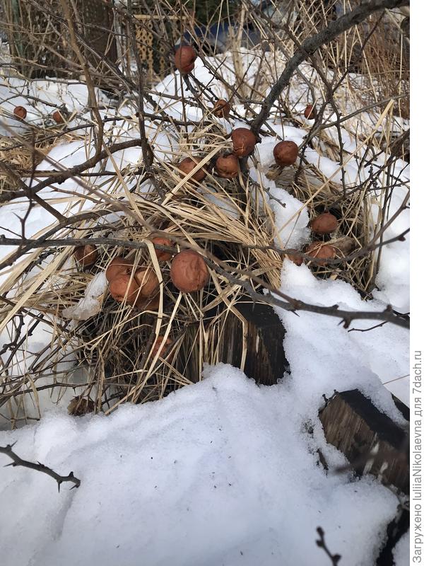 У вас цветёт, а у меня с плодами😏 Жду когда созреет 🤔