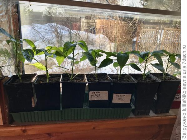 Перцы ровными рядами в двухлитровых горшках