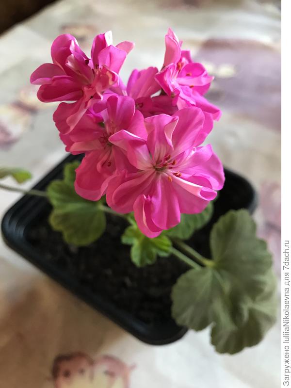 Вершина моего цветоводства