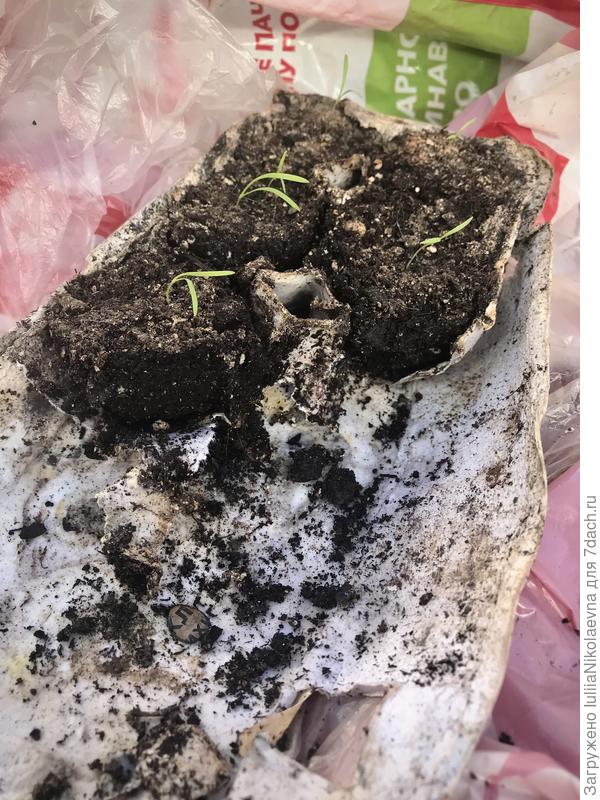 За три недели, как я посеяла морковь, картон совсем размок и легко отрывался от целой части