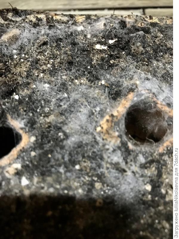 Хм. Грибы это не то, что мне бы хотелось увидеть в лоточке