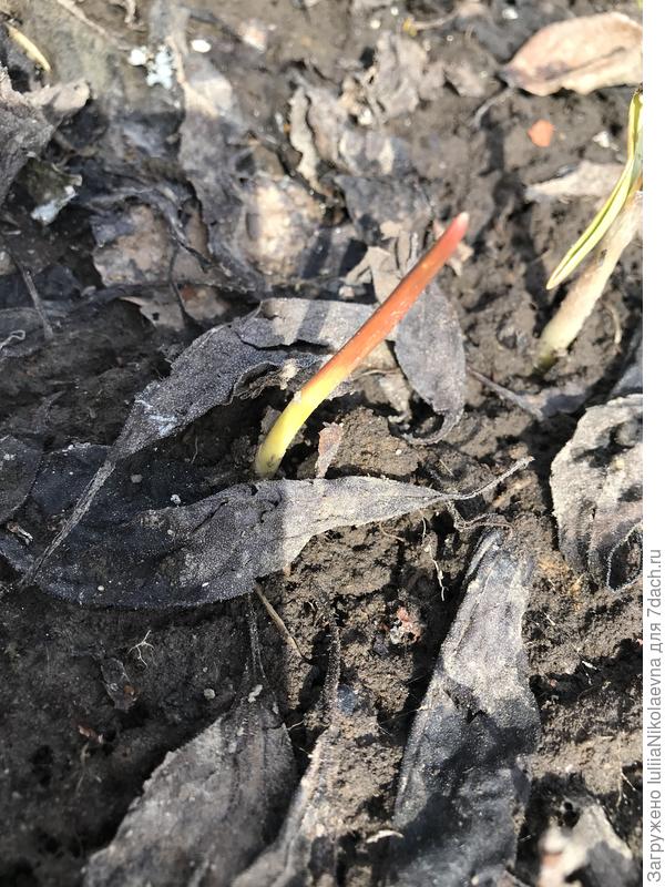 А этот видно без снега всходил, так вполне крепенький.