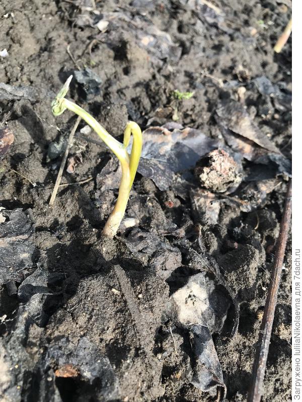 У меня с этой грядки снег три дня как сошёл. И первые торопыги, что через снег пытались расти, так же страшненько выглядят