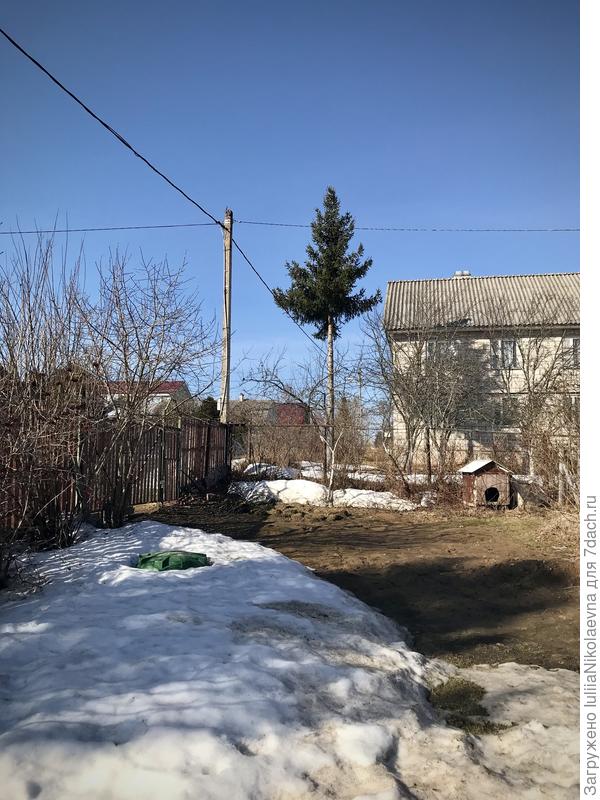 Ёлка соседа