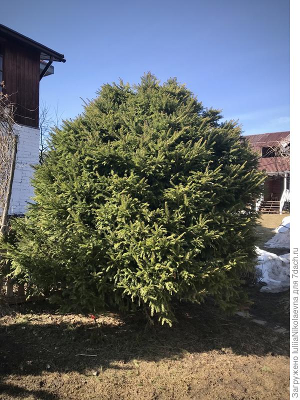 Противоцинговое лекарство