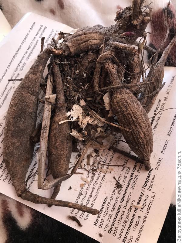 Вот такие корешки