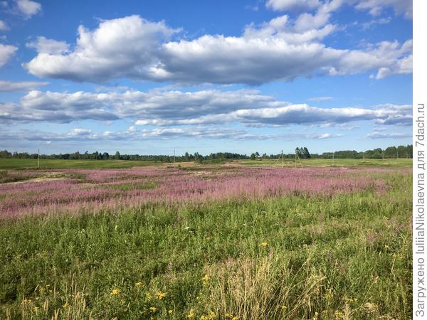 24 июля. Поле рядом с моей дачей.