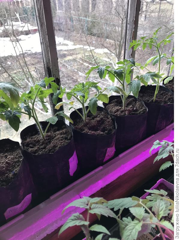 Томаты в литровых рассадных полиэтиленовых пакетах