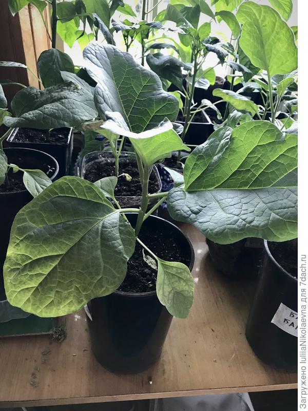 Баклажанище в трехлитровом горшке