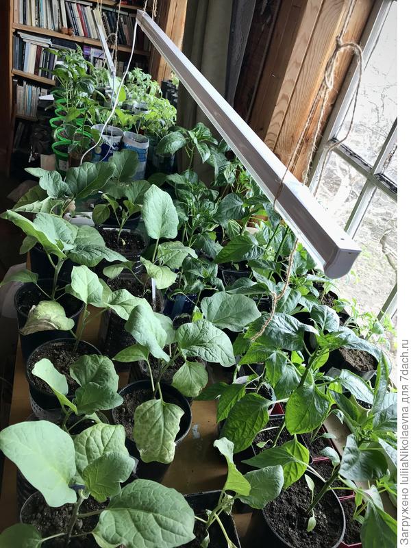 Общая панорама огорода на втором этаже.