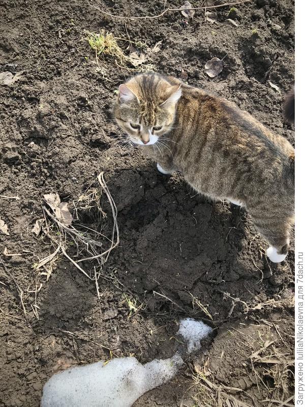Дуська пришла проверить, чем это я тут занимаюсь. Осталась крайне недовольна тем, что я доски по рыхлой земле разложила. «И как теперь тут копать? Фи, не умный ход, хозяйка»