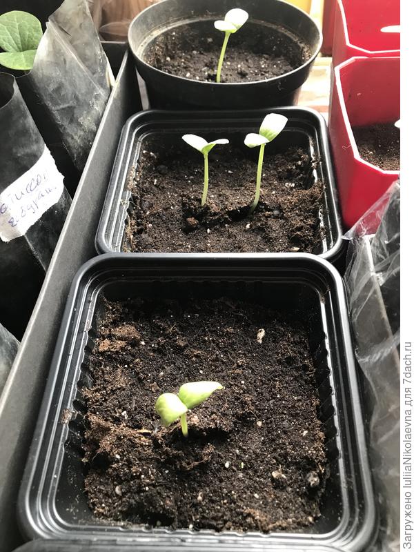 Дыни. Первая колхозница вылезла