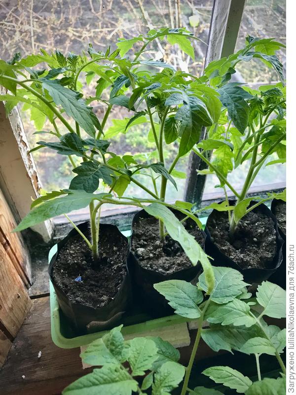 Через пару недель переедем в теплицу