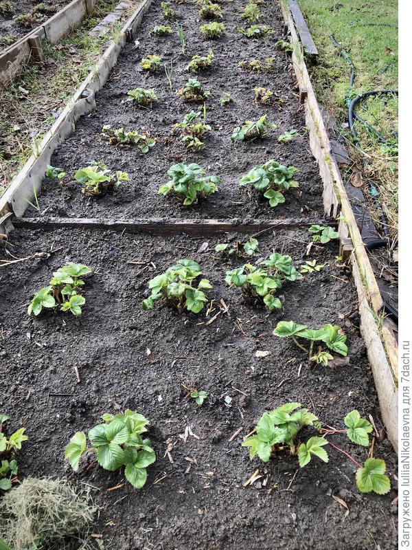 29.04 Сорт Кимберли. Грядка молодая. В конце прошлого лета засадила своими усами