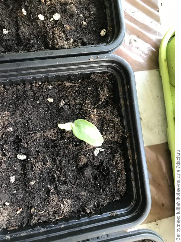 Дыня. Я «помогла» снять шляпку. Так и замер, не шевелится. Остальные дали настоящий лист