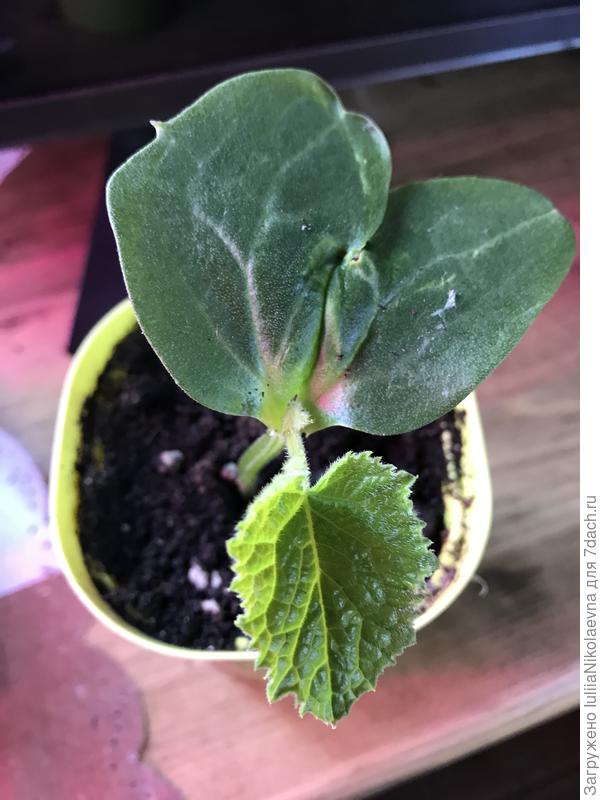 Огурец. Вышли сросшиеся семядоли. Отстаёт от других на пару дней, но думаю толк будет. Догонет.