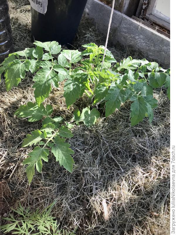 Томаты я всегда высаживаю лёжа-полулёжа