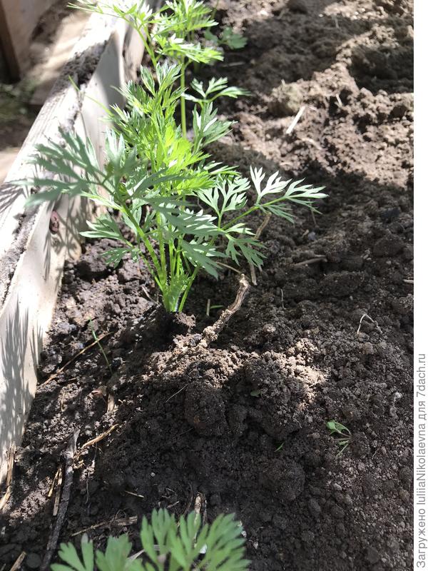 Это ж я её 19 марта на рассаду посеяла