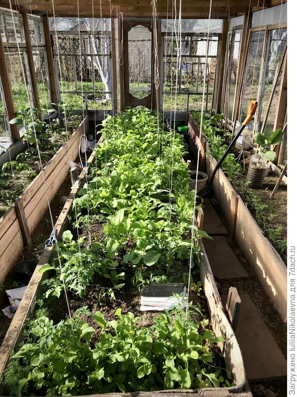 Викторина «что на грядке растёт?»