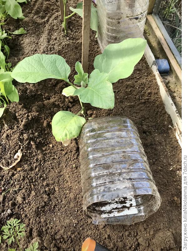 Не буду больше в них рассаду выращивать.