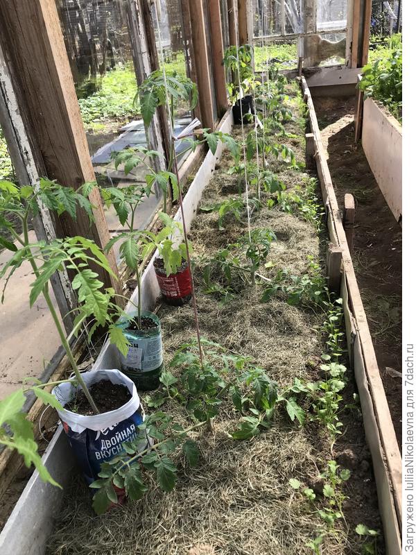 Этот ряд высадила 10.05 и сеном замульчировала