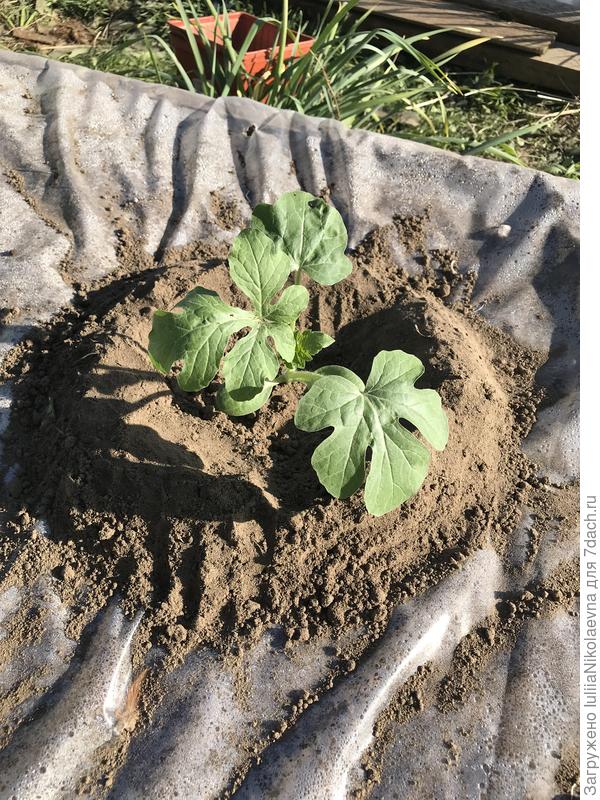 Арбуз акмаль