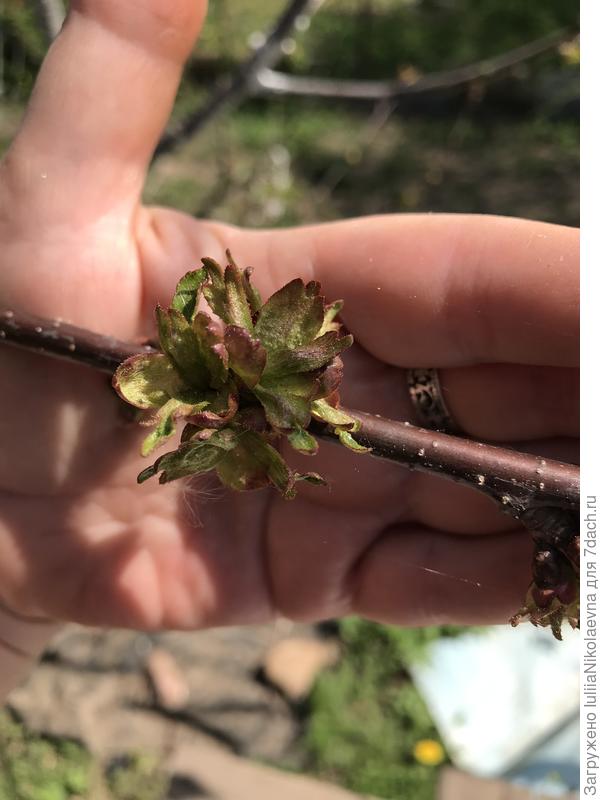 Почки лопнули, но не цветов ни листьев