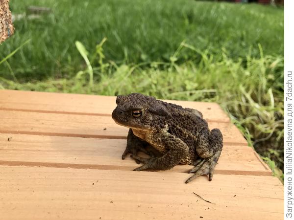 Королевишна