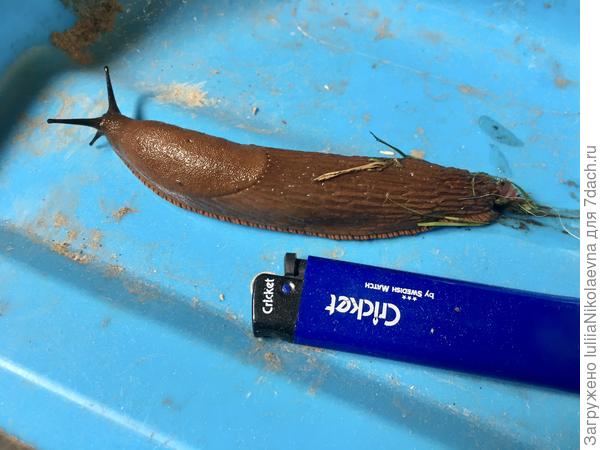 Гадость ползущая