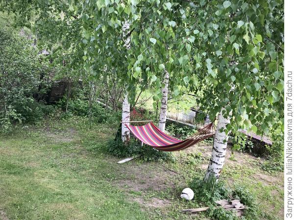Гамак под березами