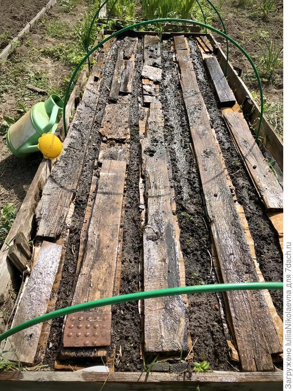 Ну и полила все водичкой