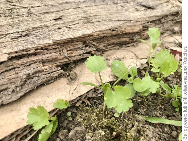 Зато почему-то взошла кинза, хотя тут в прошлом году росла капуста