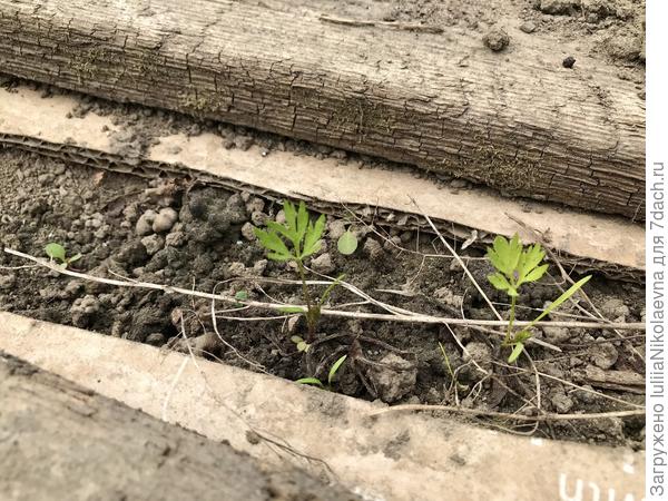 На всю грядку взошло 23 штуки