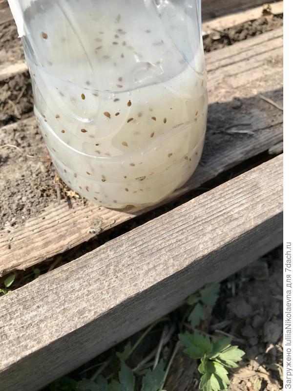 Разделила кисель на две бутылки, так как у меня два сорта. Высыпала семена. Они равномерно распределились в растворе.