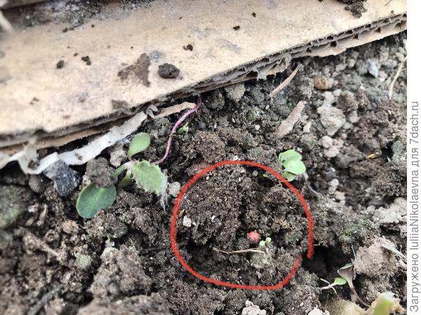 Очаровательно. Драже, как посеяла месяц назад, так и лежат. Вот я в кружочек обвела. Взяла в руку, тут же рассыпался. Получается, что дело не в оболочке, а в самих семеназ