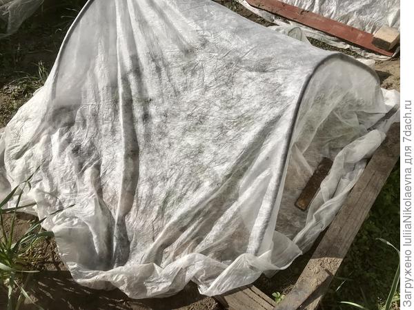 Так патиссоны закрыты были. Цвет уже набирали