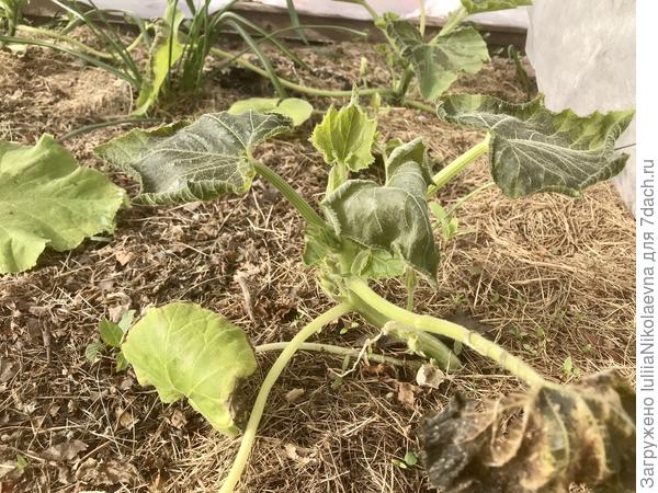 Вот что стало