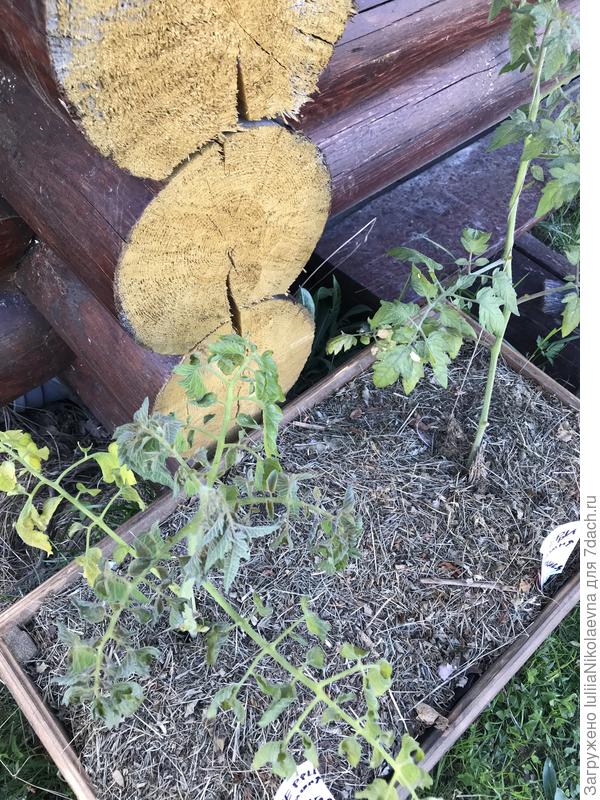 Один макушку отморозил, а второй, надеюсь оклемается ещё. Если сегодня в третий раз не вдарит🤪