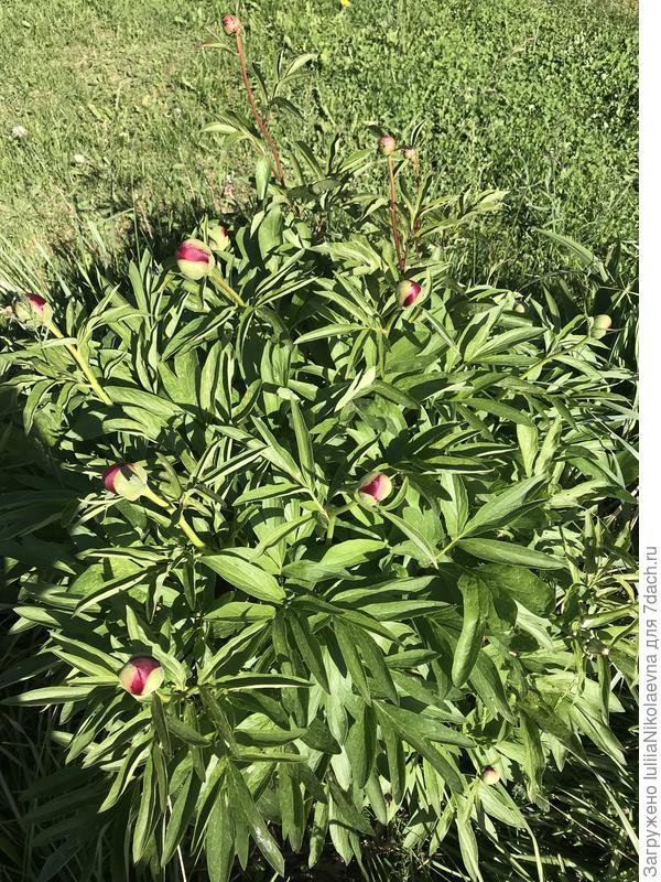 Вот только что сфотографировала