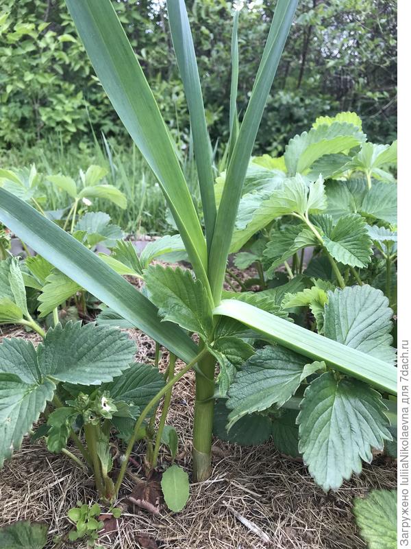 Зато в клубнике- просто монстр. Такими темпами его к осени раздует на всю грядку 😂