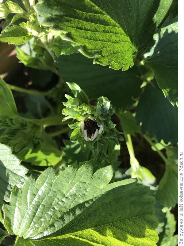 Все серединки чёрные