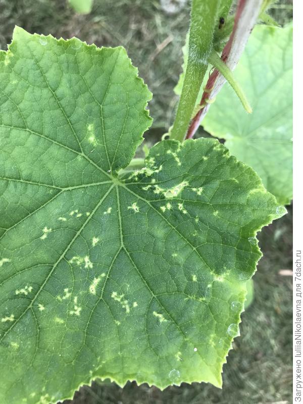 А ещё стали дырки появляться. Кто-то жрет. Но даже в очках не вижу кто