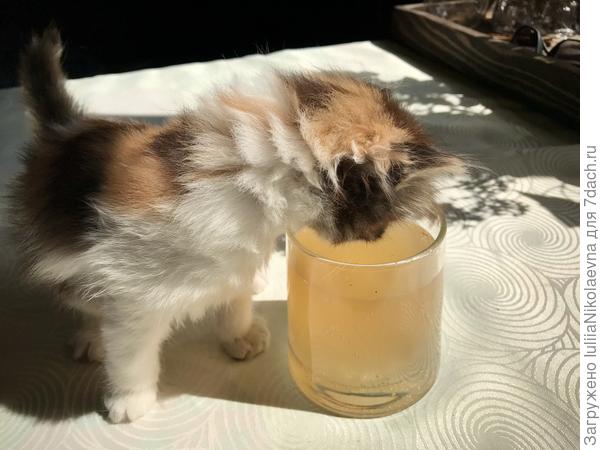 Котоквасие🙂