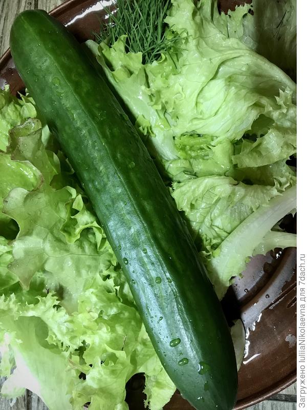 Потихоньку наливаются огурчики