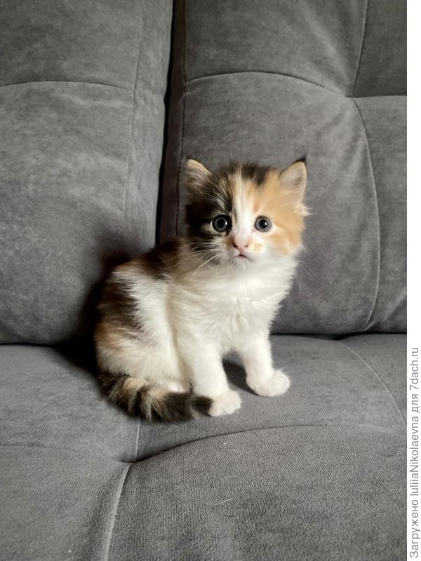 Сансаре сегодня исполнился 1 месяц и 1 неделя